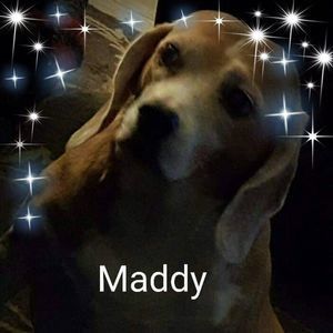 Meet your Posher, Penny